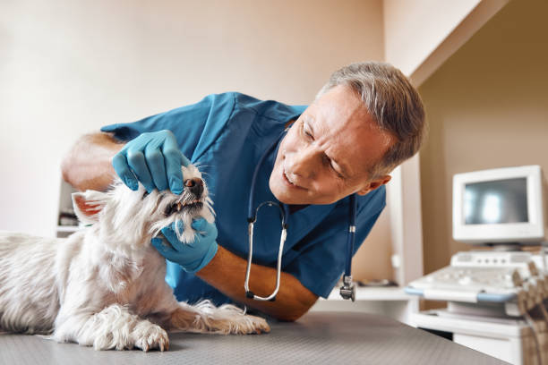 Best Weekend Emergency Dental Services in Haymarket, VA